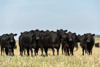 Best Beef Cattle Breeds